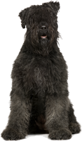 Bouvier des Flandres