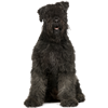 Bouvier des Flandres